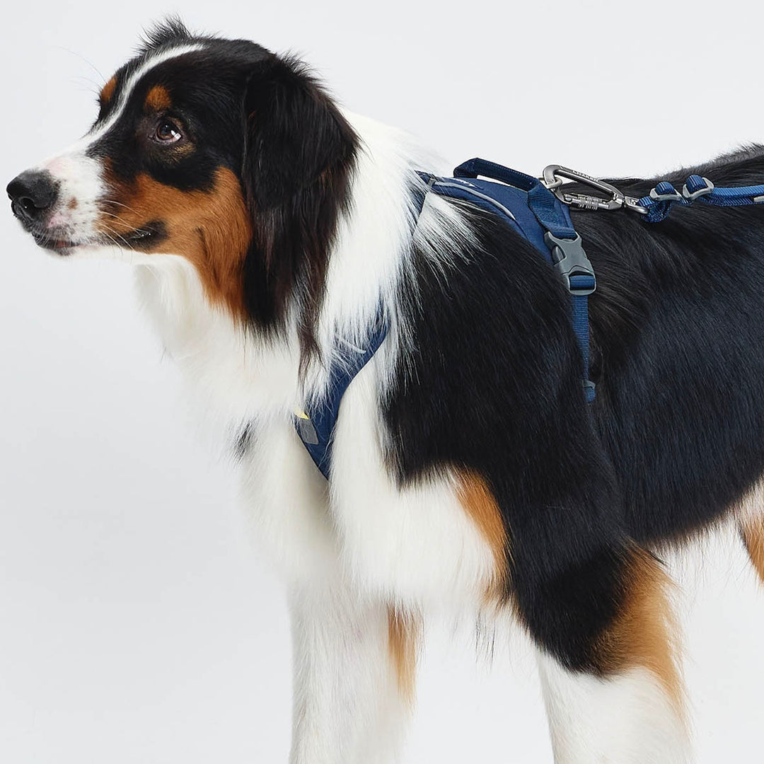 ※予約販売【munikund】TREKTAIL Harness - Navy ｜犬用ハーネス