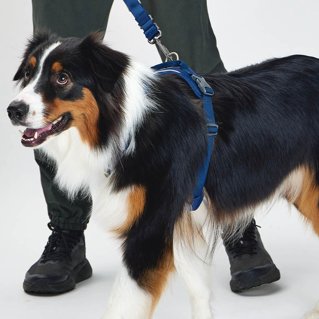 ※予約販売【munikund】TREKTAIL Harness - Navy ｜犬用ハーネス