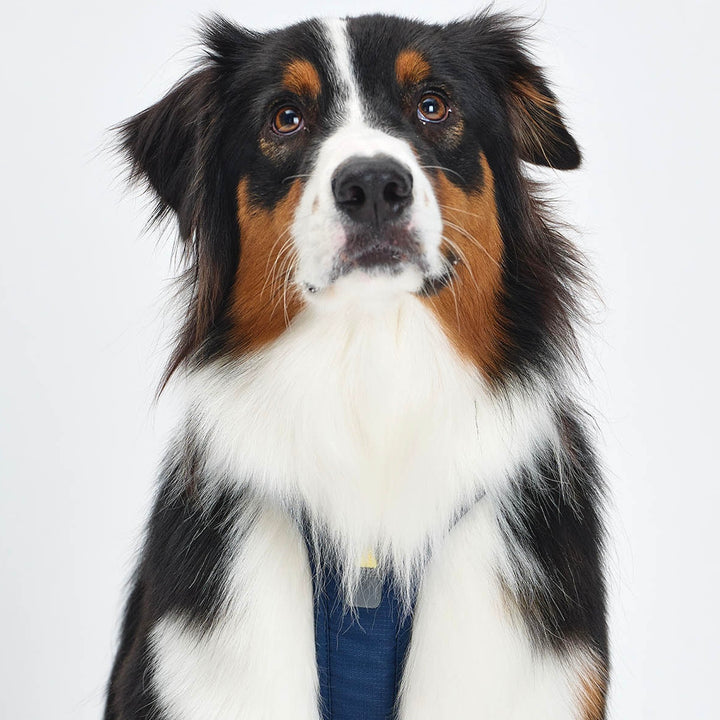 ※予約販売【munikund】TREKTAIL Harness - Navy ｜犬用ハーネス