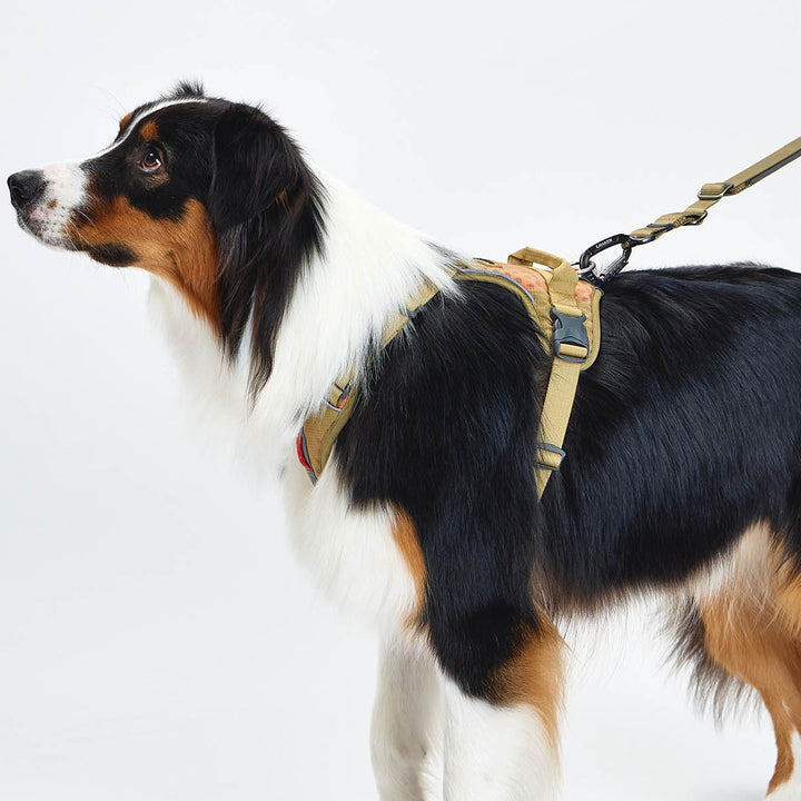 ※予約販売【munikund】TREKTAIL Harness - Beige ｜犬用ハーネス