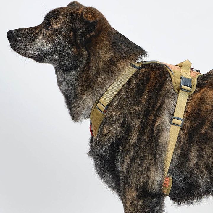 ※予約販売【munikund】TREKTAIL Harness - Beige ｜犬用ハーネス