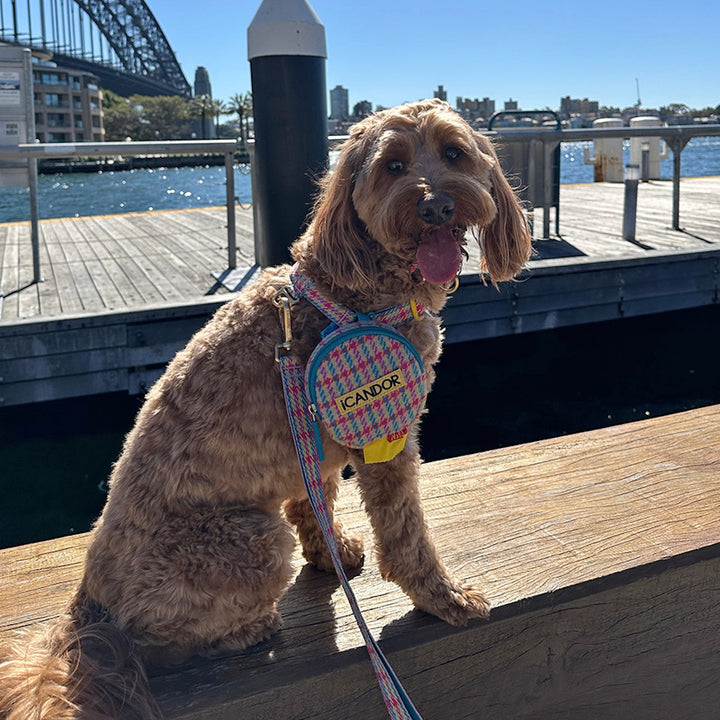 即納【iCANDOR】DINGLE-DANGLE BAG（EDINBURGH CHECK）