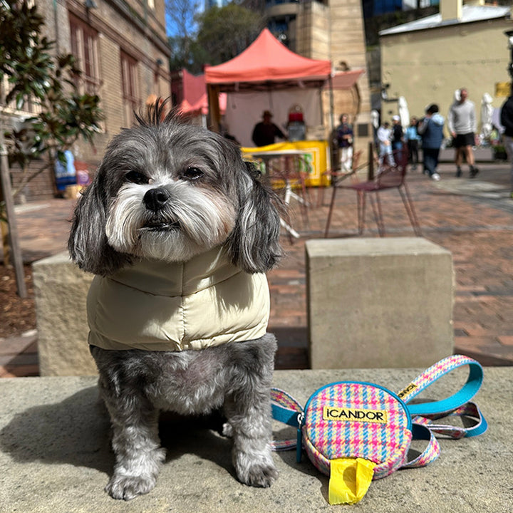 即納【iCANDOR】Gentle Collar Dual（EDINBURGH CHECK）S/M