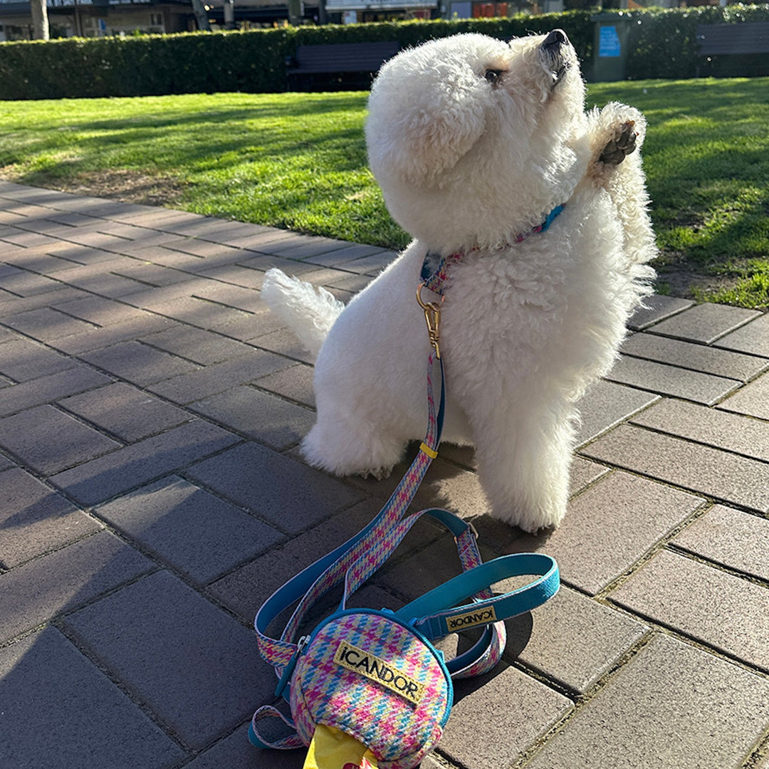 即納【iCANDOR】Gentle Collar Dual（EDINBURGH CHECK）L