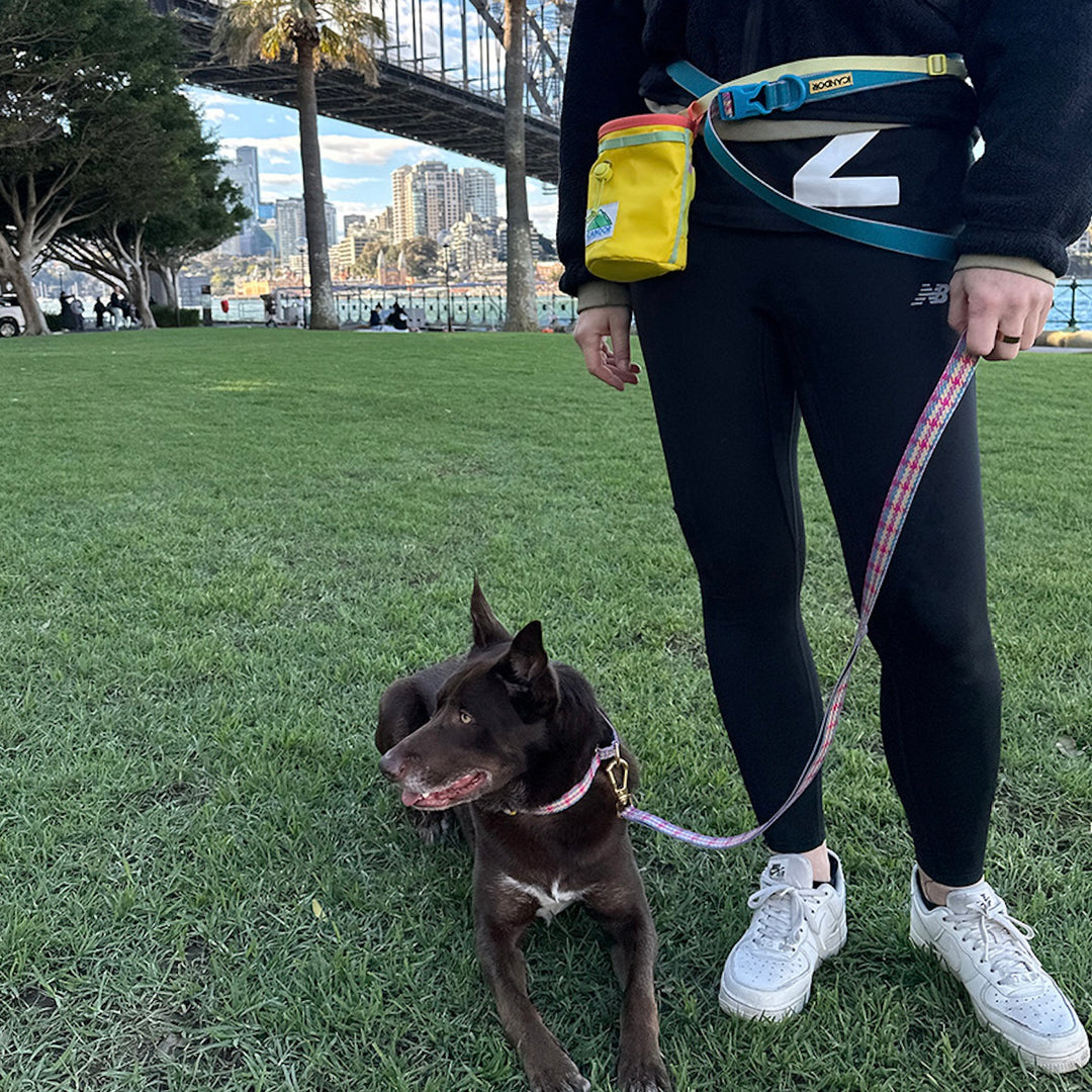 即納【iCANDOR】Gentle Collar Dual（EDINBURGH CHECK）S/M