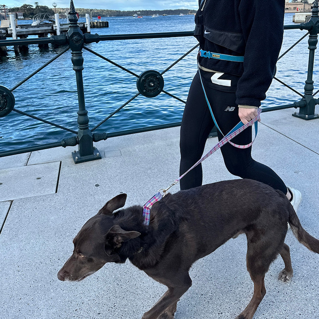 即納【iCANDOR】Gentle Collar Dual（EDINBURGH CHECK）S/M