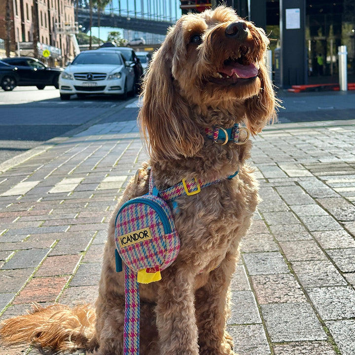 即納【iCANDOR】Gentle Collar Dual（EDINBURGH CHECK）L