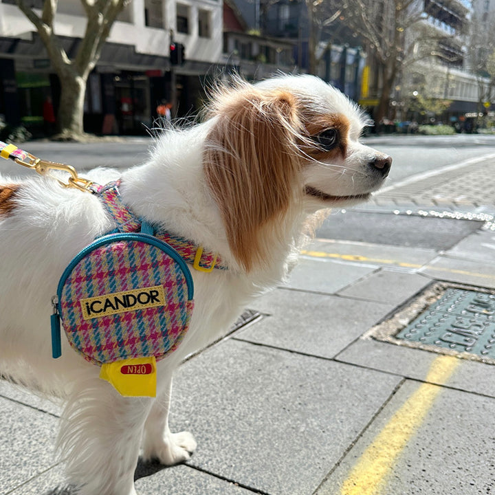 即納【iCANDOR】Gentle Collar Dual（EDINBURGH CHECK）S/M
