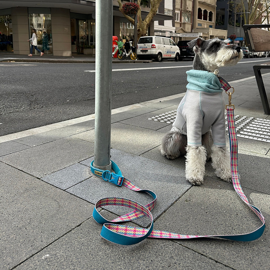 即納【iCANDOR】Gentle Collar Dual（EDINBURGH CHECK）L