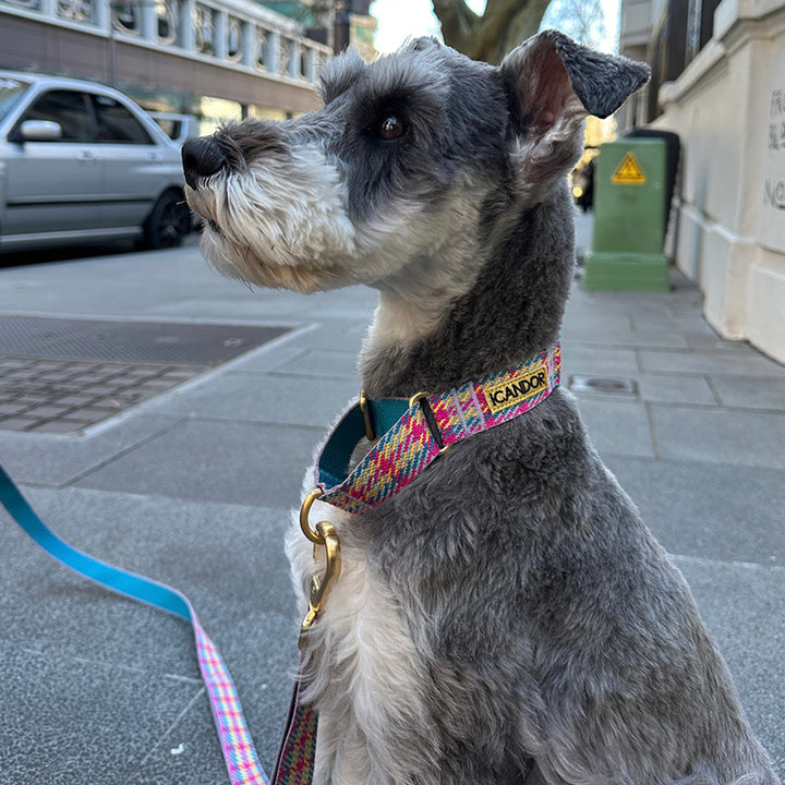 即納【iCANDOR】Gentle Collar Dual（EDINBURGH CHECK）S/M