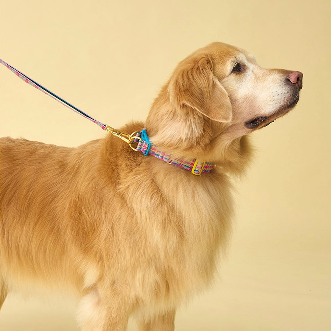 即納【iCANDOR】Gentle Collar Dual（EDINBURGH CHECK）S/M