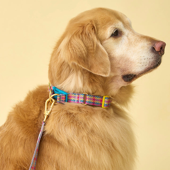 即納【iCANDOR】Gentle Collar Dual（EDINBURGH CHECK）L