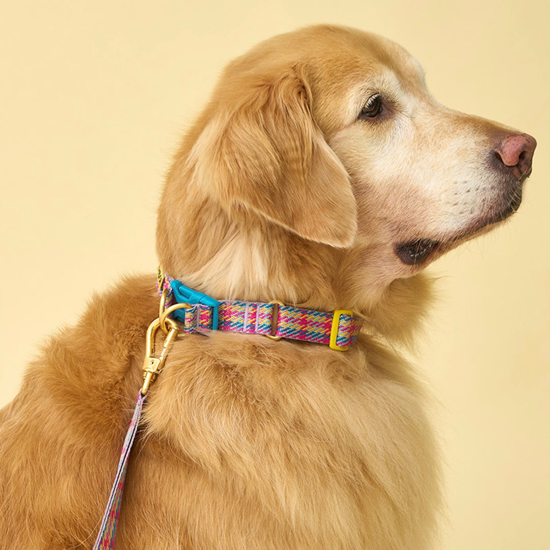 即納【iCANDOR】Gentle Collar Dual（EDINBURGH CHECK）S/M