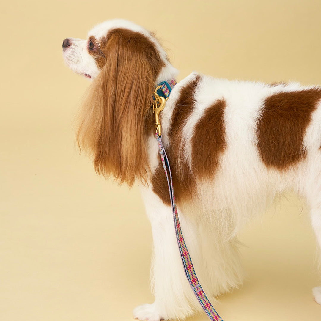 即納【iCANDOR】Gentle Collar Dual（EDINBURGH CHECK）L