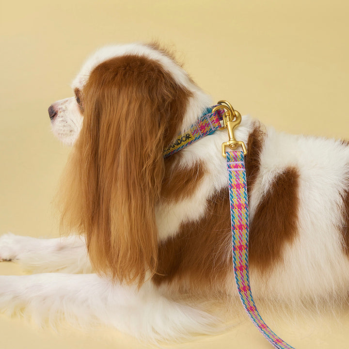 即納【iCANDOR】Gentle Collar Dual（EDINBURGH CHECK）S/M