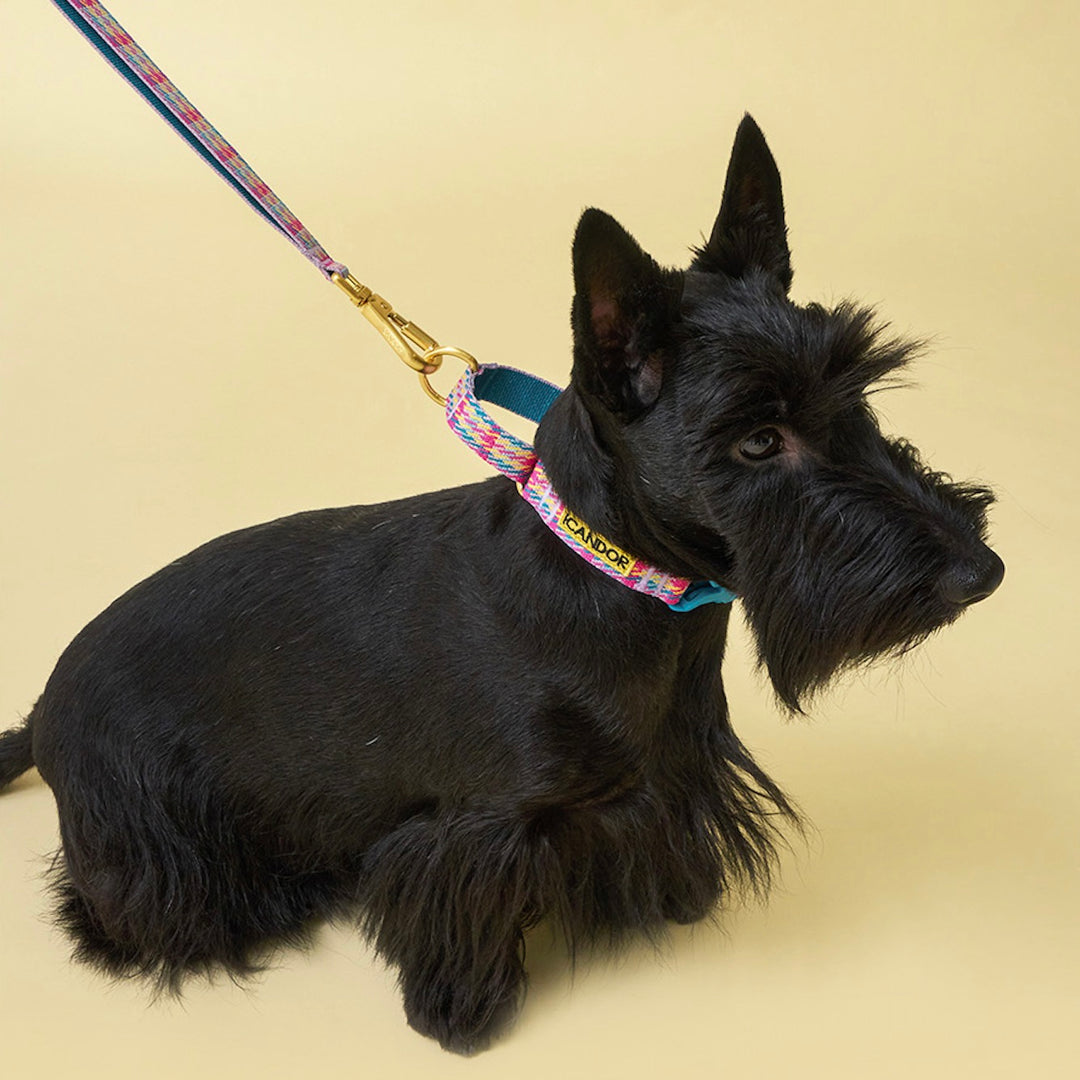 即納【iCANDOR】Gentle Leash Bolt（EDINBURGH CHECK）