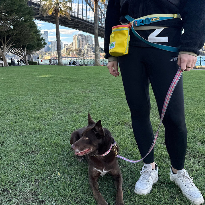 即納【iCANDOR】Gentle Leash Bolt（EDINBURGH CHECK）