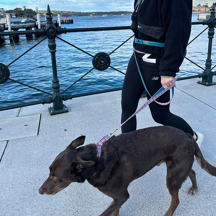 即納【iCANDOR】Gentle Leash Bolt（EDINBURGH CHECK）