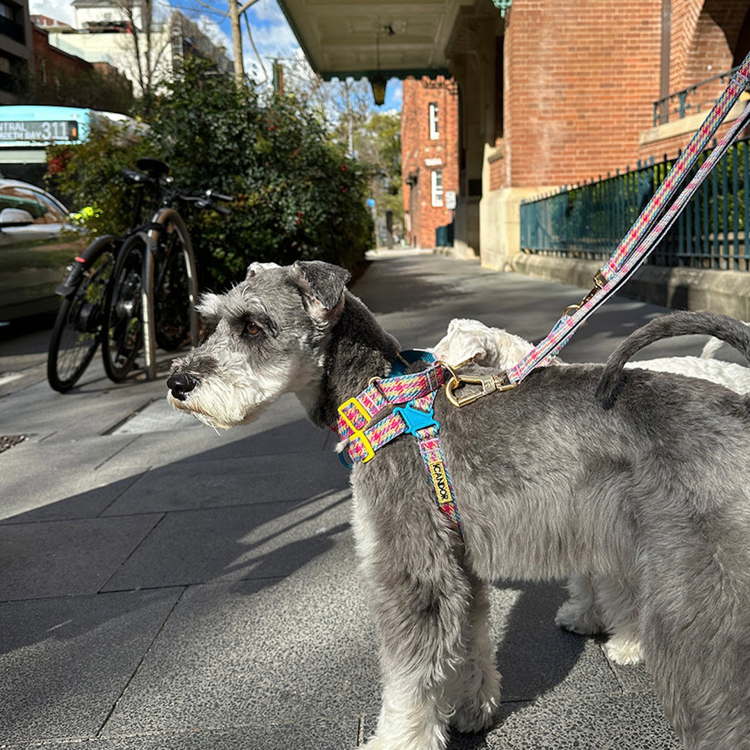 即納【iCANDOR】Gentle Leash Bolt（EDINBURGH CHECK）