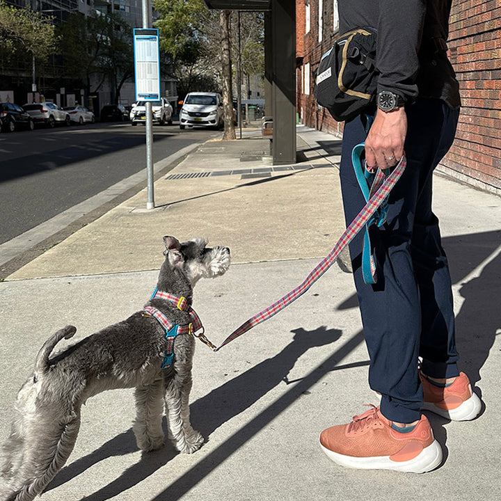 即納【iCANDOR】Gentle Leash Bolt（EDINBURGH CHECK）