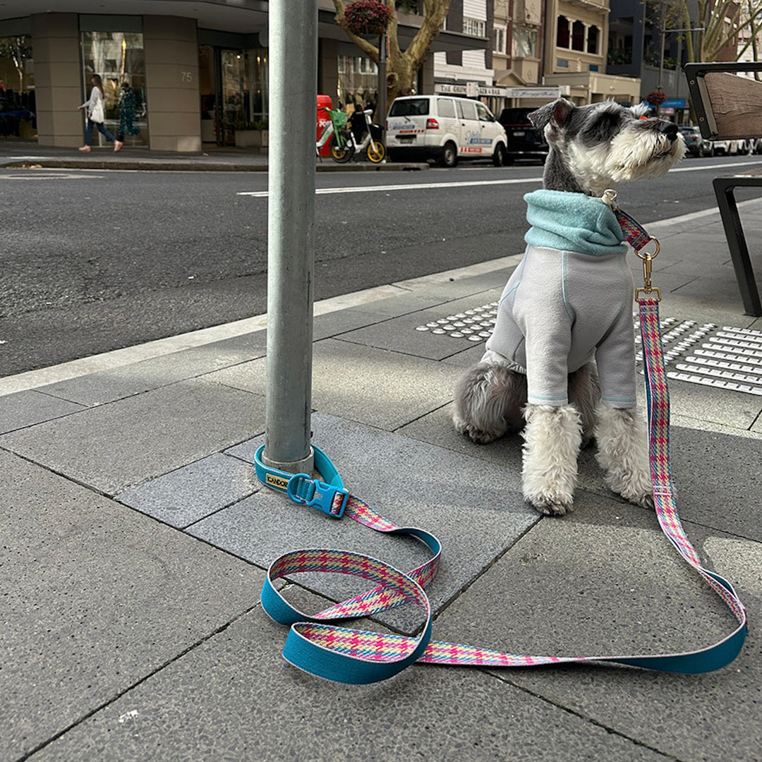 即納【iCANDOR】Gentle Leash Bolt（EDINBURGH CHECK）
