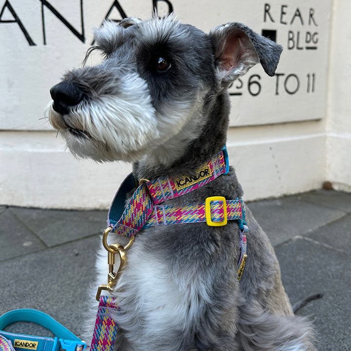 即納【iCANDOR】Gentle Leash Bolt（EDINBURGH CHECK）