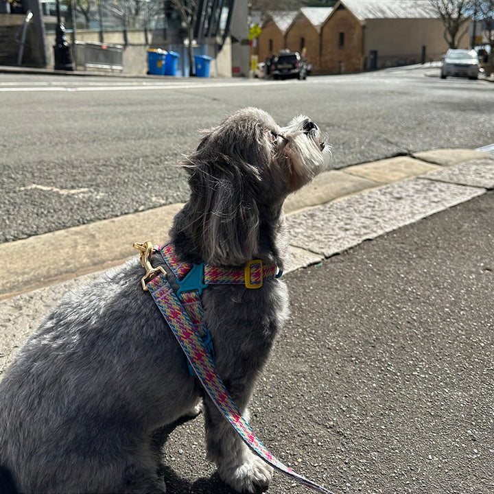 即納【iCANDOR】Gentle Leash Bolt Long（EDINBURGH CHECK）