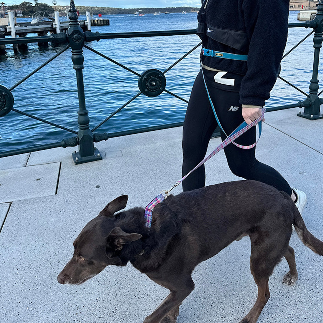 即納【iCANDOR】Gentle Leash Bolt Long（EDINBURGH CHECK）