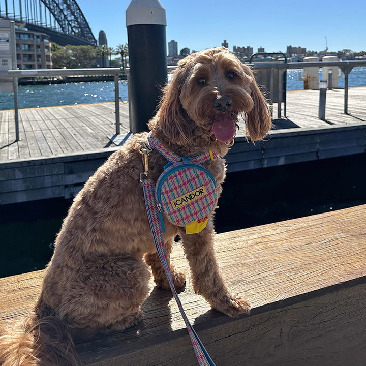 即納【iCANDOR】Gentle Leash Bolt Long（EDINBURGH CHECK）