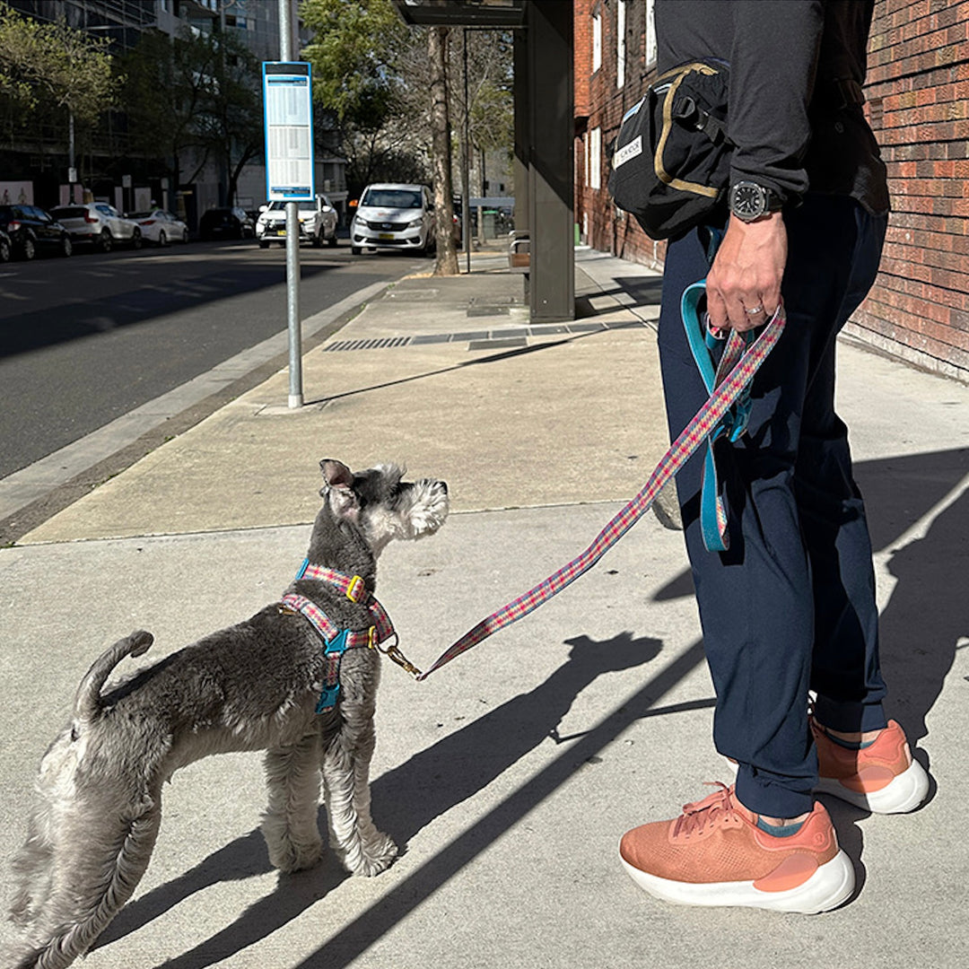 即納【iCANDOR】Gentle Leash Bolt Long（EDINBURGH CHECK）