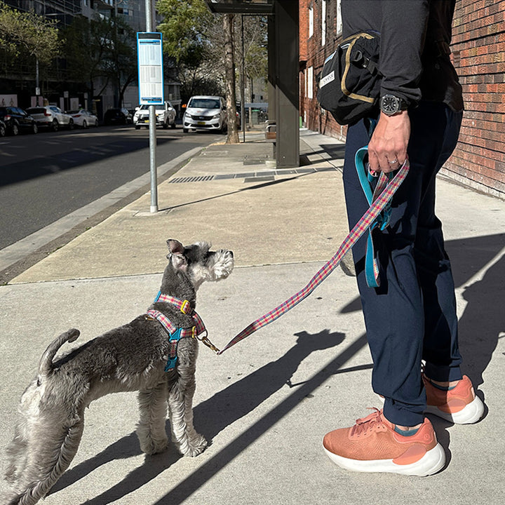 即納【iCANDOR】Gentle Leash Bolt Long（EDINBURGH CHECK）