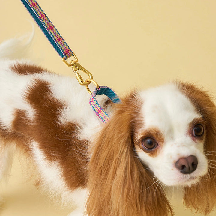 ※予約販売【iCANDOR】MARTINGALE COLLAR BUCKLE（EDINBURGH CHECK）