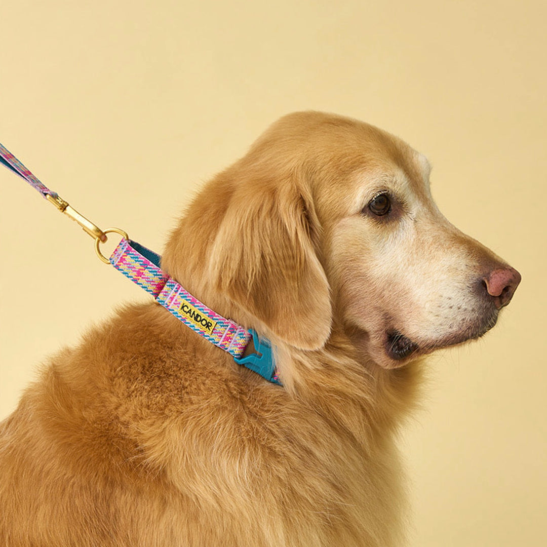 ※予約販売【iCANDOR】MARTINGALE COLLAR BUCKLE（EDINBURGH CHECK）