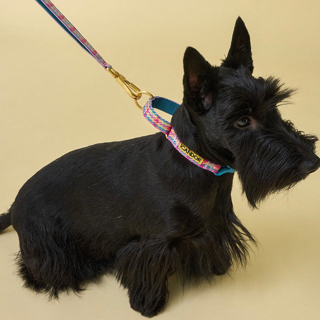 ※予約販売【iCANDOR】MARTINGALE COLLAR BUCKLE（EDINBURGH CHECK）