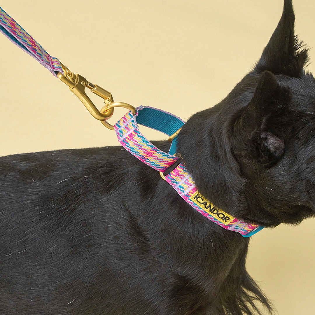 ※予約販売【iCANDOR】MARTINGALE COLLAR BUCKLE（EDINBURGH CHECK）