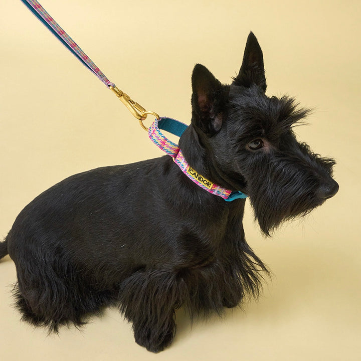 ※予約販売【iCANDOR】MARTINGALE COLLAR BUCKLE（EDINBURGH CHECK）