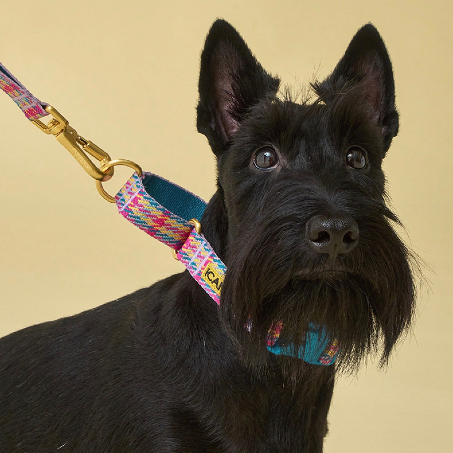 NEIGHBORHOOD DOG COLLAR WIDE 首輪 新品 黒色 COLLAR（首輪）／ライン