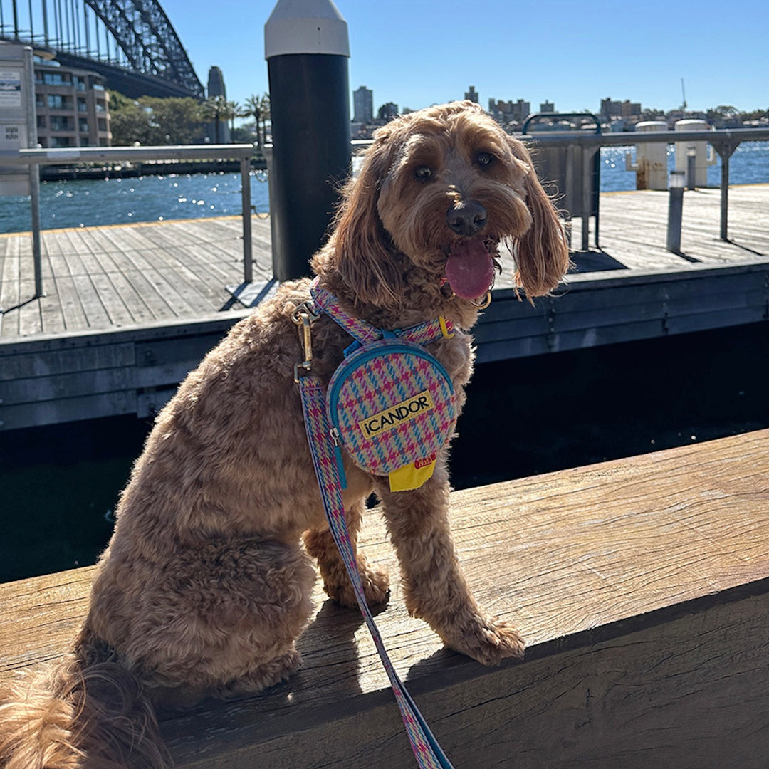 即納【iCANDOR】No-Pull Harness（EDINBURGH CHECK）