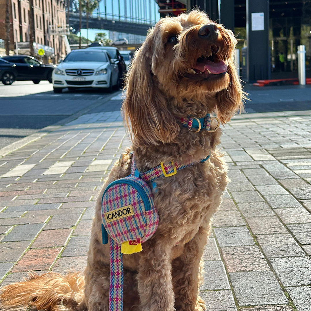 即納【iCANDOR】No-Pull Harness（EDINBURGH CHECK）