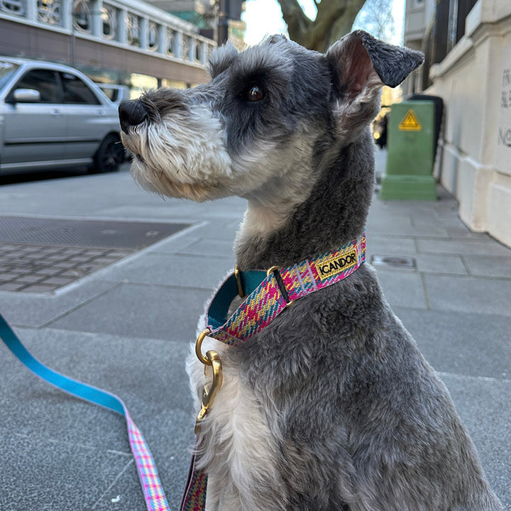 ※予約販売【iCANDOR】MARTINGALE COLLAR BUCKLE（EDINBURGH CHECK）