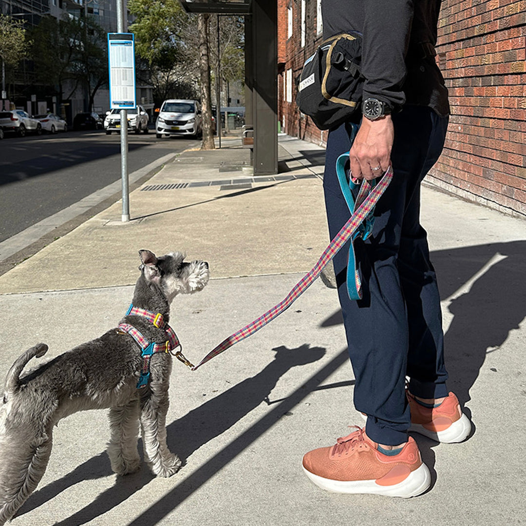 即納【iCANDOR】No-Pull Harness（EDINBURGH CHECK）