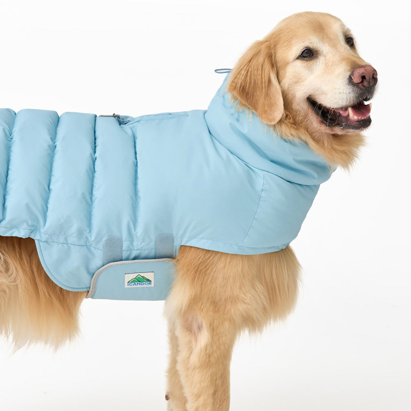 海外犬服高品質なインポートドッグウェア通販 