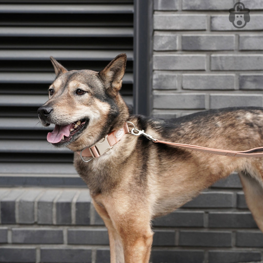 即納【HOWLPOT.】HOWL POT ×  HCC Large Club Collar（Orange）