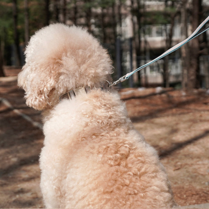 即納【HOWLPOT.】HOWL POT ×  HCC Large Club Collar（Blue）