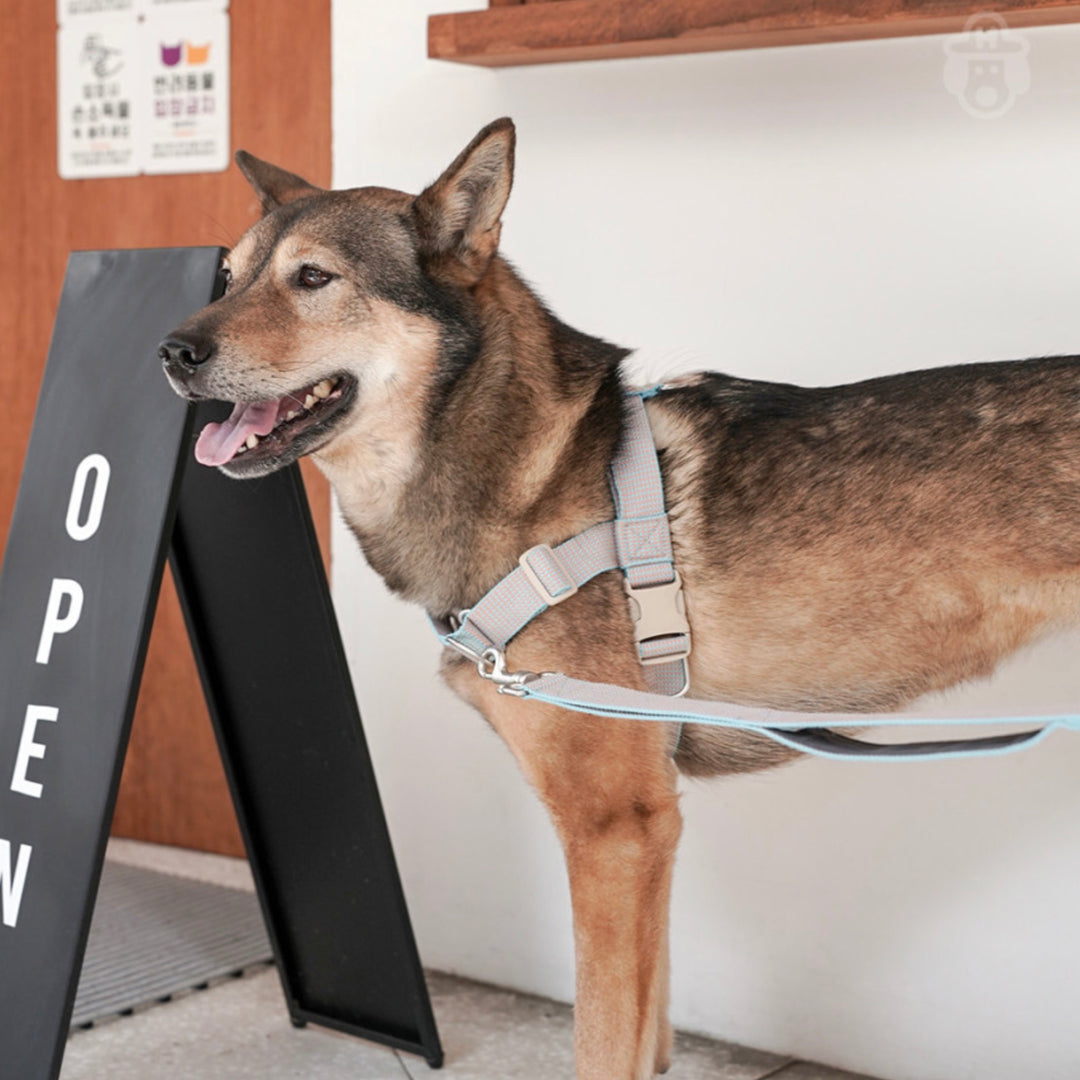 即納【HOWLPOT.】HOWL POT ×  HCC Large Club Leash（Blue）