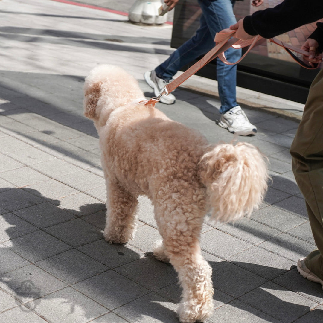 即納【HOWLPOT.】HOWL POT ×  HCC Large Club Leash（Orange）