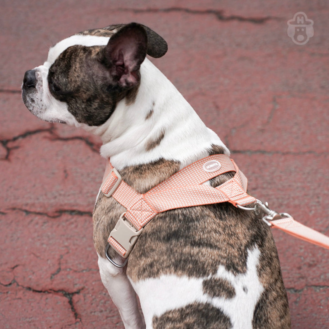 即納【HOWLPOT.】HOWL POT ×  HCC Large Club Leash（Orange）