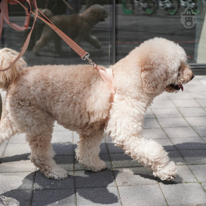 即納【HOWLPOT.】HOWL POT ×  HCC Large Club Leash（Orange）