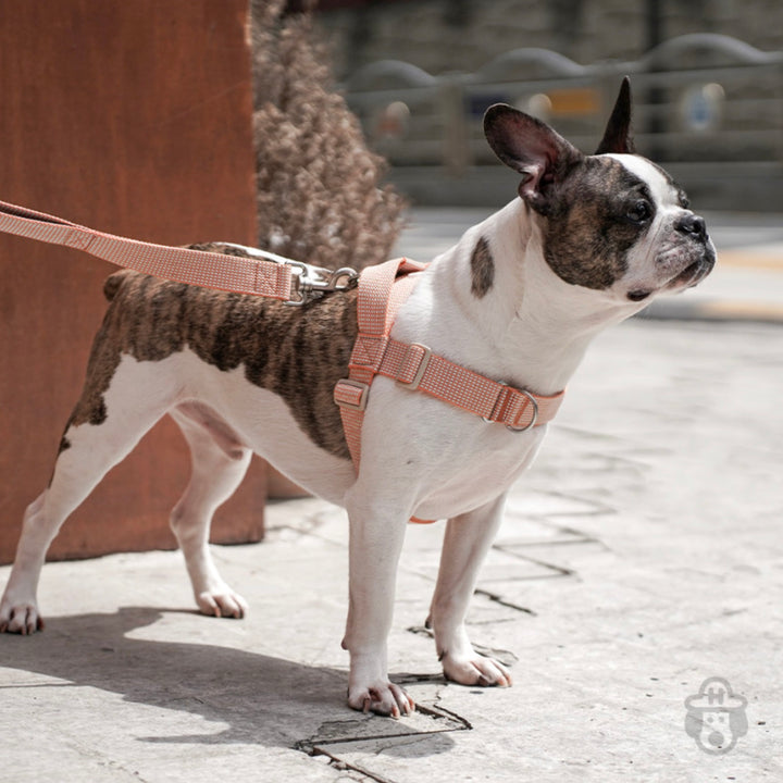 即納【HOWLPOT.】HOWL POT ×  HCC Large Club Leash（Orange）