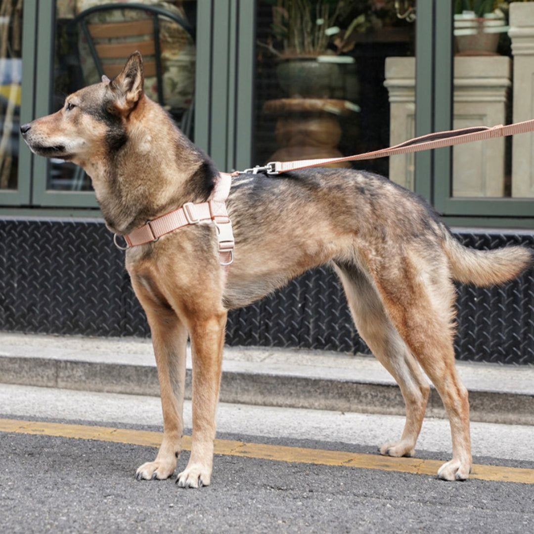 即納【HOWLPOT.】HOWL POT ×  HCC Large Club Harness（Orange）